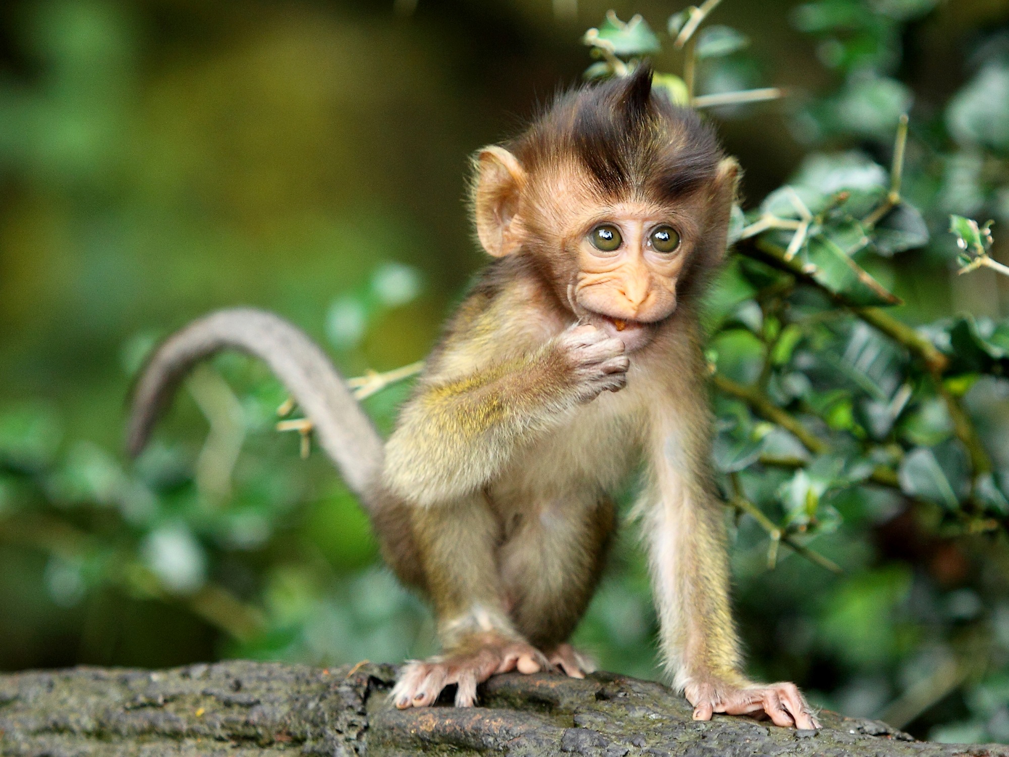  Monkey  Forest in Ubud Entdeckt den Affenpark