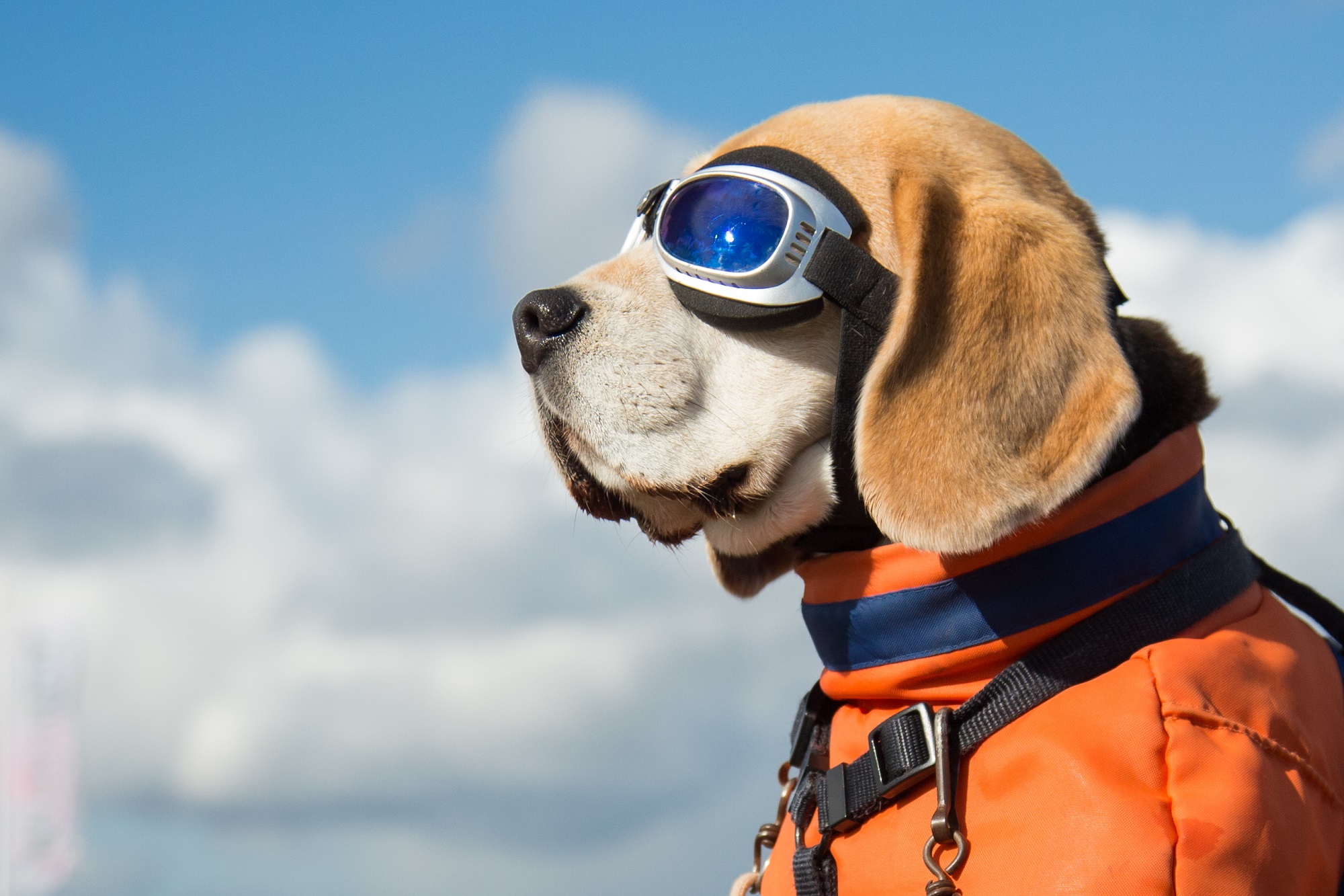 Fliegen mit Hund - Das solltet ihr beachten | Urlaubsguru.at